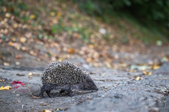 战新奥尔良 战新奥尔良