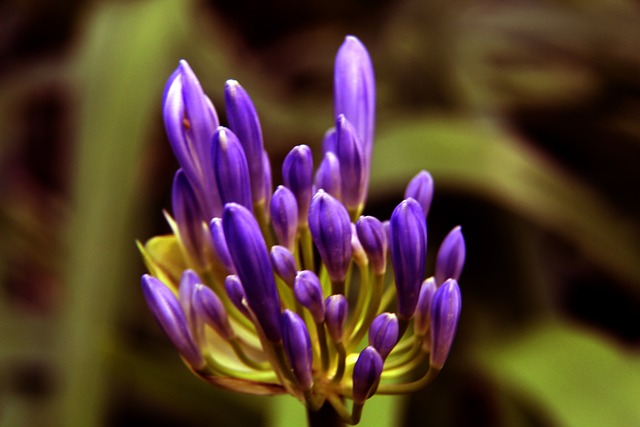 发展中的社 发展中的社